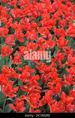 Tulipes de perroquet rouge (Tulipa) le rococo fleurit dans un jardin en avril Banque D'Images