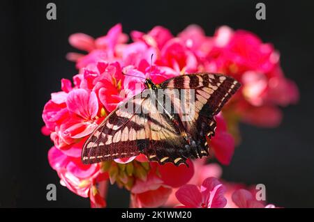 Papillon à queue de cygne de l'Ouest (Papilio rutulus) sur une fleur rose de géranium (Pelargonium). Banque D'Images