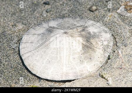 Pacific Sand Dollar also known as eccentric sand dollar, sea-cake, biscuit-urchin and western sand dollar (Dendraster excentricus) B.C., Canada. Stock Photo