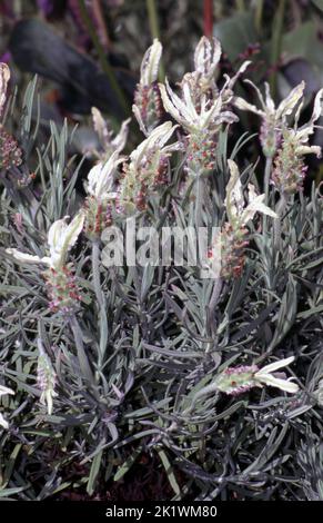 GROS PLAN DE LAVANDULE BLANCHE (LAVANDULA) ET DE FOLIAGE. Banque D'Images
