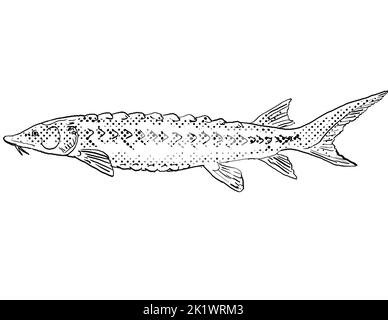 Dessin de style caricaturé d'un esturgeon à museau court ou d'un brévibreux Acipenser un poisson d'eau douce endémique à l'Amérique du Nord avec des points d'ombrage demi-ton Banque D'Images