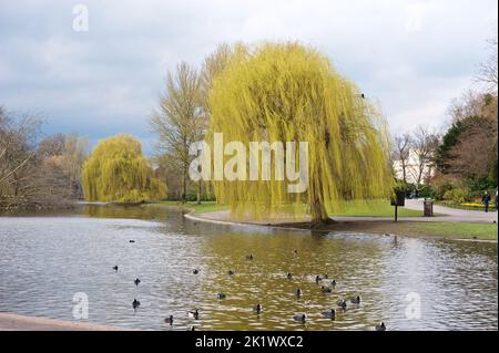 Nature's Palette : Paysage tranquille de Londres avec arbres automnaux près du lac Regent's Park Banque D'Images