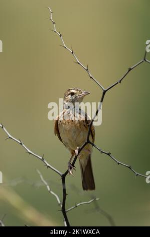 Parc naturel de Pilanesberg (Mirafra Africana), Afrique du Sud Banque D'Images