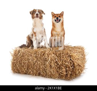 Le Berger américain miniature et le shiba inu devant un fond blanc Banque D'Images