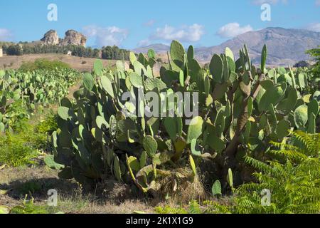 prickly pear cactus in Sicily landscape Stock Photo