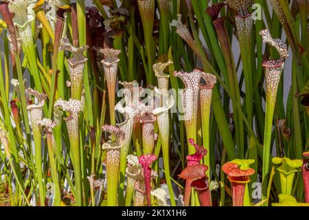 Beaucoup de plantes de pichet à cramoisi carnivores illuminées ensoleillées Banque D'Images