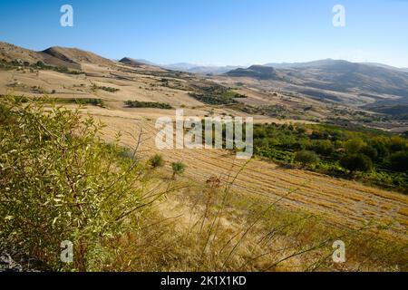trees in field and wheat harvested in Sicily landscape Stock Photo