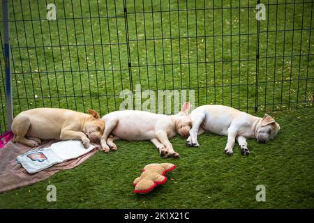 Une cage avec trois chiots dormant sur le sol Banque D'Images