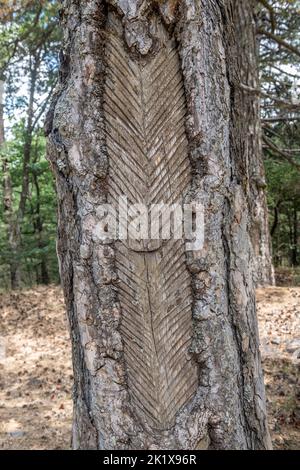 Un vieux pin qui a été taraudé pour sa résine.Il s'agissait autrefois d'une entreprise rentable dans les forêts sur les pentes de l'Etna, en Sicile, en Italie Banque D'Images