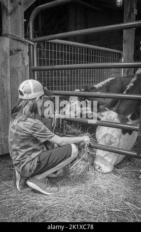 Une photo en échelle de gris d'un enfant qui regarde dans une grange avec une vache Banque D'Images