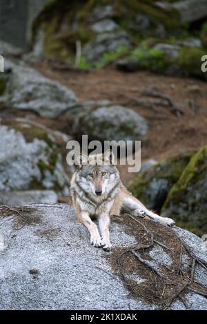 Le loup (Canis lupus) mange des proies. Le loup calme a un repos dans la forêt. Prédateur caché dans la forêt. Loup aux prises Banque D'Images