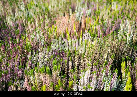 Boursouflage de la bruyère commune, gros plan. Calluna vulgaris. Arrière-plan des fleurs. Banque D'Images