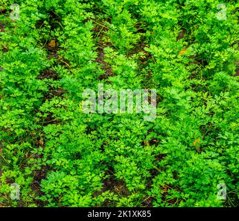 Leaves of Carrots growing in a garden (Daucus carota) Stock Photo