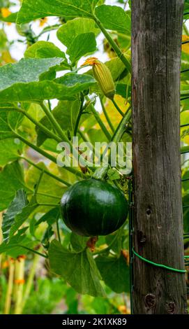 Close up of green pumpkin (Cucurbita) with an extra flower Banque D'Images