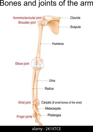 Anatomie du bras humain. Os et articulations du bras, de l'avant-bras et de la main. Vue avant du membre supérieur du squelette. Illustration vectorielle Illustration de Vecteur