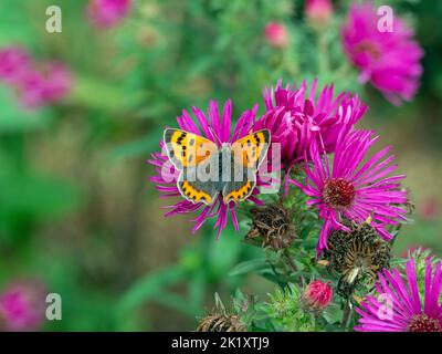 Lycaena phlaeas petit papillon de cuivre se nourrissant sur l'aster Banque D'Images