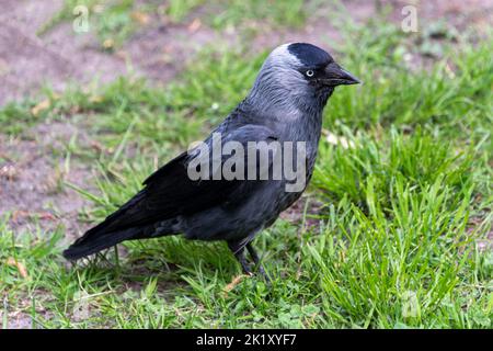 Jackdaw également raven du nord, Coloeus monedula ou Corvus monedula. Banque D'Images