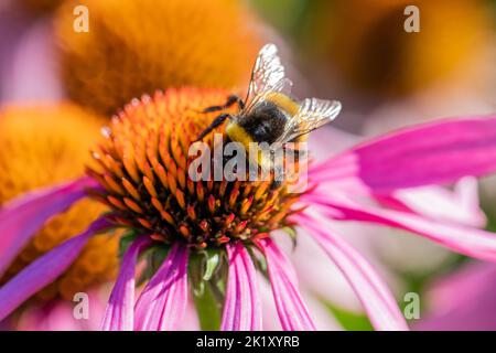 Buff Bumbud Blebee, Bombus terrestris sur un conefleflower pourpre fermé à la fin de l'été, Angleterre, Royaume-Uni Banque D'Images
