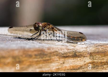 Libellule aux ailes étalées sur une rambarde en bois d'une terrasse en Suède. Gros plan de l'animal de la nat Banque D'Images