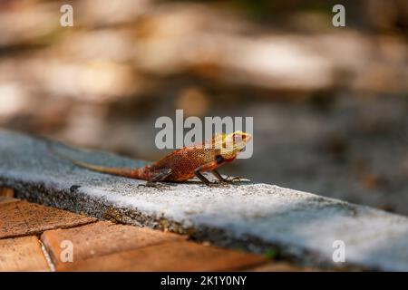 image d'un spécimen de gecko magnifiquement coloré dans un arrière-plan flou Banque D'Images