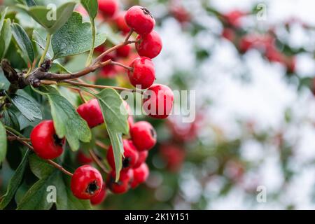 Crataegus monogyna arbre avec tant de fruits. Crataegus coccinea fruits rouges brillants sains et ornementaux, belles branches d'arbres avec des feuilles vertes. Banque D'Images