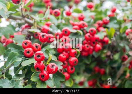 Crataegus monogyna arbre avec tant de fruits. Crataegus coccinea fruits rouges brillants sains et ornementaux, belles branches d'arbres avec des feuilles vertes. Banque D'Images