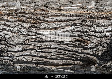 Texture de l'écorce sèche d'un vieux arbre. Gros plan de l'écorce de l'arbre. Photo de haute qualité Banque D'Images