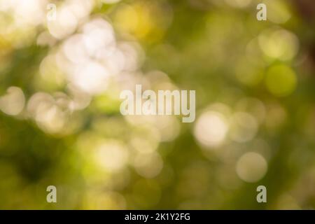 Verdure et nature de bokeh défoqué avec poutres de soleil. Arrière-plan de forêt flou. Photo de haute qualité Banque D'Images