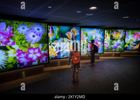 Les gens qui regardent des images colorées de fleurs dans le passage souterrain les jardins au bord de la baie, Marina Bay Singapour Banque D'Images