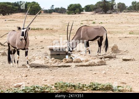 Oryx ou Gemsbok pair (Oryx gazella) buvez de l'eau dans un petit trou d'eau du parc national transfrontalier de Kgalagadi, Afrique du Sud concept animaux sauvages Banque D'Images