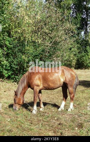 Le cheval brun mange de l'herbe dans un pré dans la forêt Banque D'Images