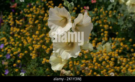 Crème douce ou jaune pâle hollyhock sur lit de fleur coloré Banque D'Images