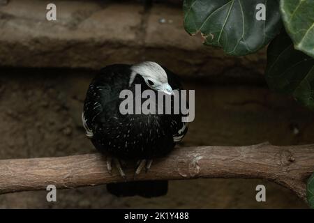 A blue-throated piping guan sits casually on a branch, its white head prominent, its gaze off to the side. Stock Photo