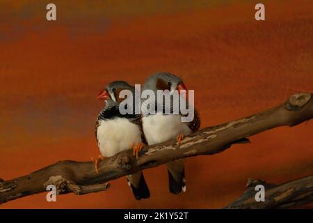 Deux zébrures se trouvent près l'une de l'autre sur une branche Banque D'Images