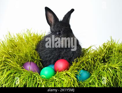 Nous étions tous de la famille ici. Photo en studio d'un joli lapin sur l'herbe avec un assortiment d'œufs aux couleurs vives. Banque D'Images