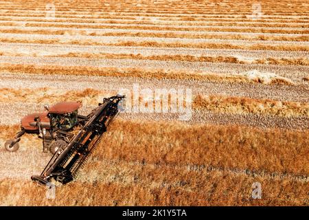 Vue aérienne sur la moissonneuse-batteuse travaille sur le grand champ de blé. La fenaison et de la récolte au début de l'automne sur le terrain. Tracteur tond l'herbe sèche. Preparatio Banque D'Images