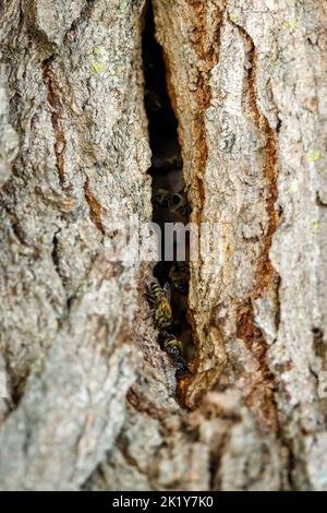 Un nid d'abeilles sauvages Banque D'Images