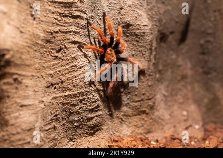 araignée exotique dans un terrarium. Banque D'Images