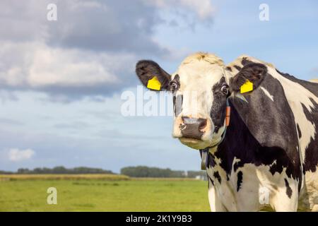 Vache folle, noire et blanche à l'aspect étrange venant du côté droit, à l'arrière-plan un champ vert, ciel bleu et espace de copie Banque D'Images