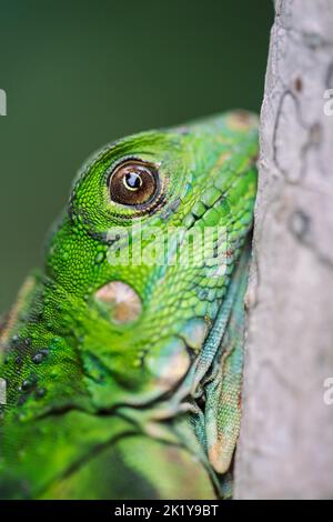 Un gros plan d'un jeune Iguana vert (Iguana iguana), République du Panama, Amérique centrale. Banque D'Images