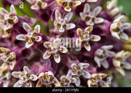 Photo macro de l'asclépius syriaca avec des pétales blancs et roses Banque D'Images