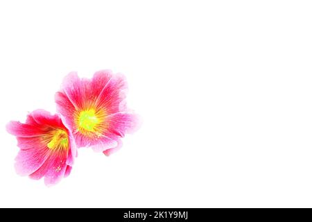 Deux têtes de fleurs rose magenta Alcea rosea isolées sur blanc Banque D'Images