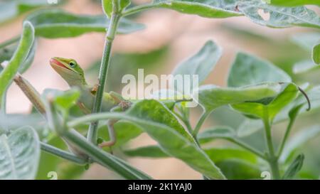 Anolis carolinensis lézard à la chasse pendant une journée ensoleillée d'été dans le jardin. Banque D'Images