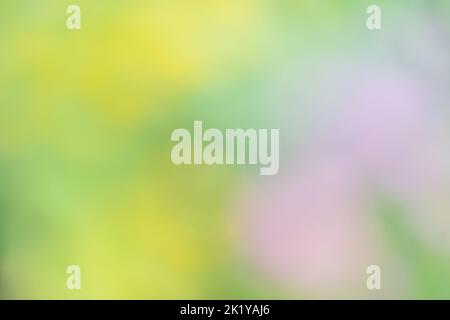Arrière-plan abstrait de couleurs floues dans les tons de jaune, vert et rose. Banque D'Images