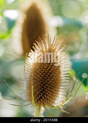 Gros plan de la tête de la graine de teasel (dipsacus fullonum ou sylvestris). Banque D'Images