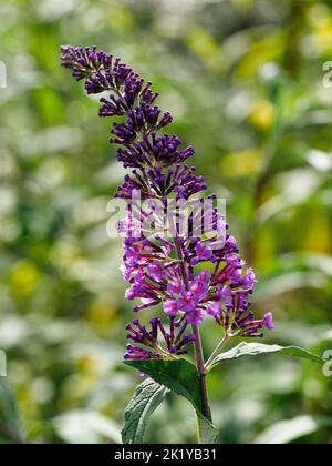 Buis à papillons (Buddleja davidii) en fleur avec une pointe florale violette vibrante dans un jardin d'été. Banque D'Images