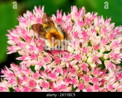 Abeille bourdon commune (Bombus pascuorum) butinant sur des fleurs de sédo roses vives dans un jardin d'été éclatant, gros plan, photo macro. Banque D'Images