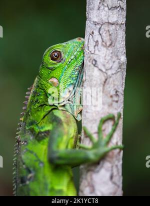 Iguana vert juvénile (Iguana iguana), arbre d'escalade, République du Panama, Amérique centrale. Banque D'Images