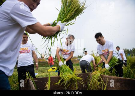 Yiyang, province chinoise du Hunan. 21st septembre 2022. Les gens participent à un match de récolte du riz dans le village de Dongsheng, dans le canton de Mahekou, dans le comté de Nanxian, dans la province de Hunan, au centre de la Chine, le 21 septembre 2022. Un jeu de rizières a été organisé ici mercredi pour les habitants et les touristes afin d'accueillir le prochain festival de récolte des agriculteurs chinois. Credit: Chen Sihan/Xinhua/Alay Live News Banque D'Images