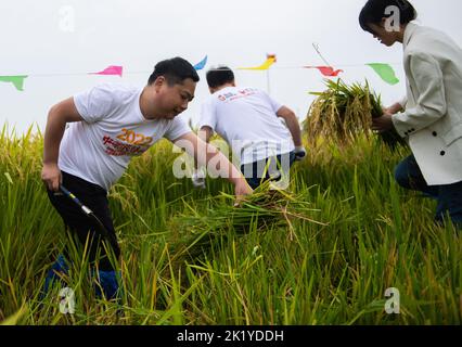 Yiyang, province chinoise du Hunan. 21st septembre 2022. Les gens participent à un match de récolte du riz dans le village de Dongsheng, dans le canton de Mahekou, dans le comté de Nanxian, dans la province de Hunan, au centre de la Chine, le 21 septembre 2022. Un jeu de rizières a été organisé ici mercredi pour les habitants et les touristes afin d'accueillir le prochain festival de récolte des agriculteurs chinois. Credit: Chen Sihan/Xinhua/Alay Live News Banque D'Images